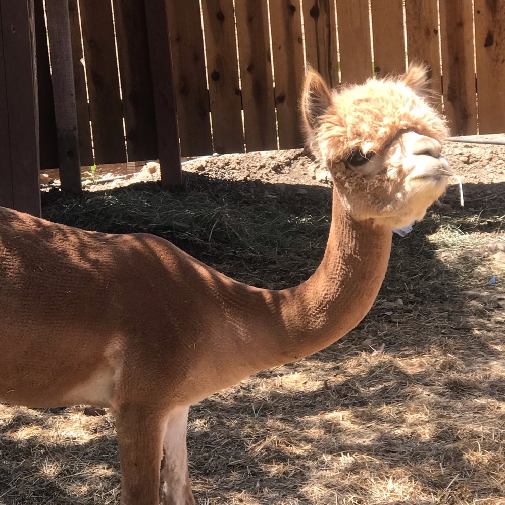 Meet your Posher, Christi